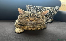 Mixed Breed cats for sale: Cat Free for Loving home (FREE) - Image 1