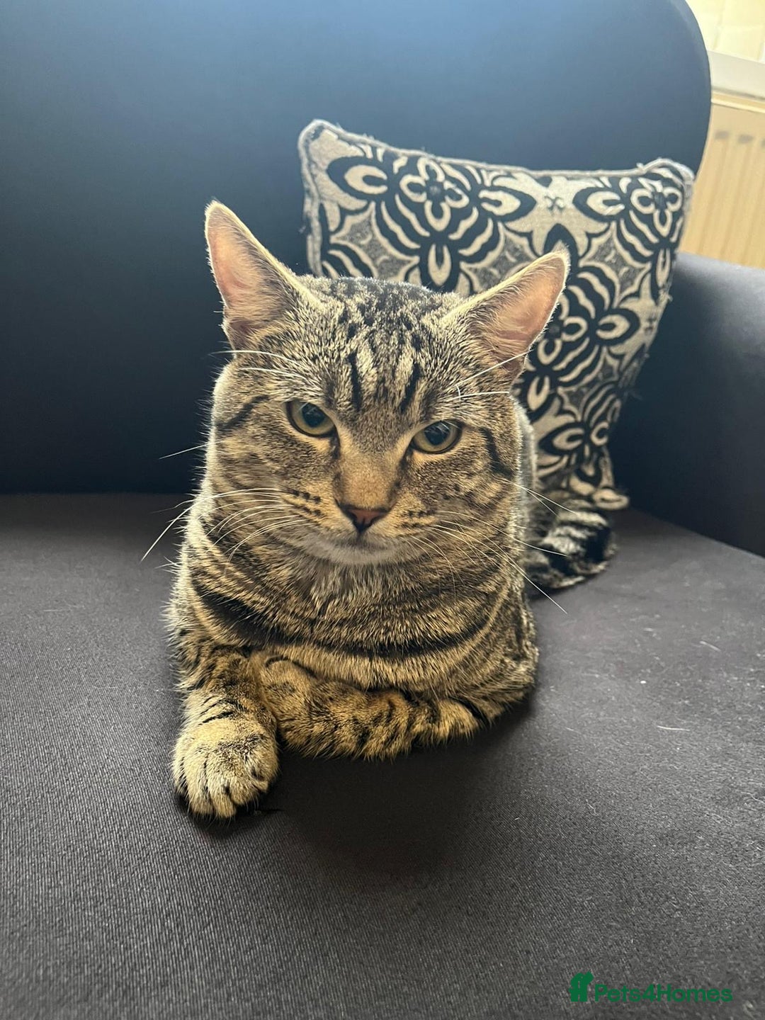 Mixed Breed cats for sale: Cat Free for Loving home (FREE) - Image 1