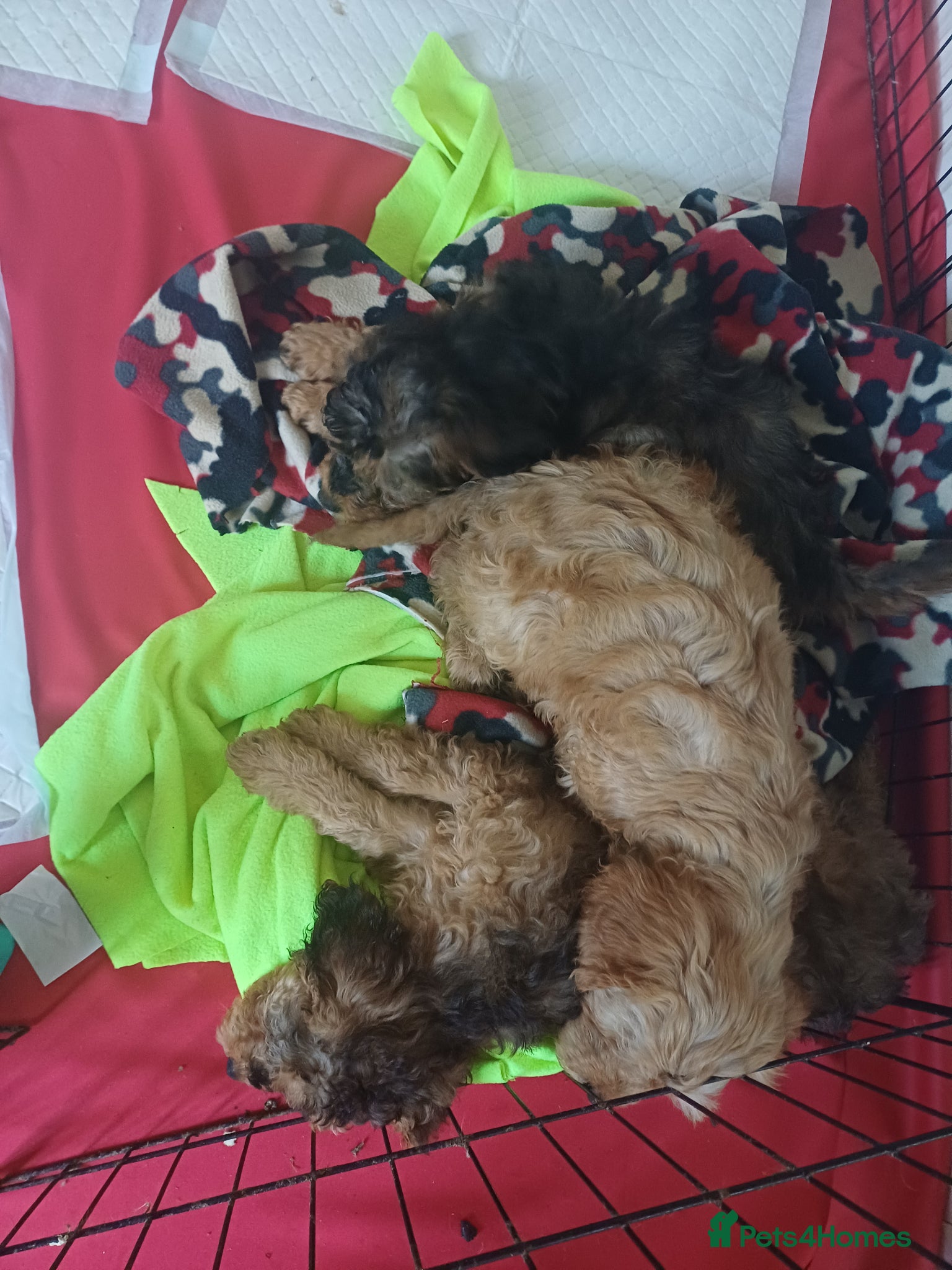 Cavapoo dogs Gorgeous Cavapoo Puppies. Ready To Go Now - Advert 1