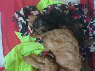 Cavapoo dogs Gorgeous Cavapoo Puppies. Ready To Go Now - Advert 1