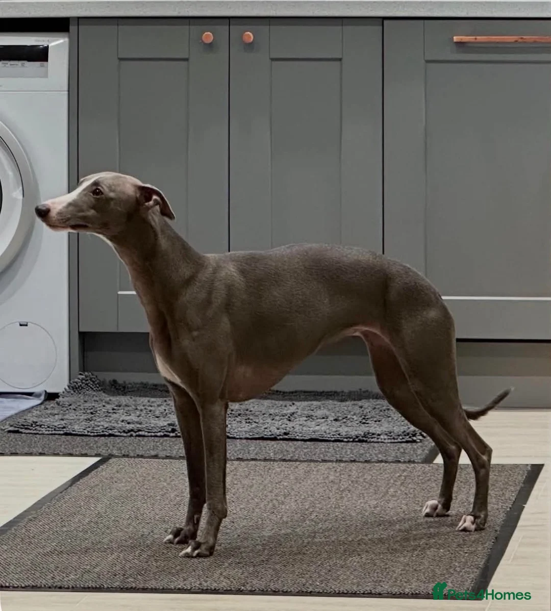 Whippet dogs for sale: KC whippet puppies  - Advert 2