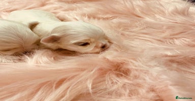 Maltese dogs - Advert 1