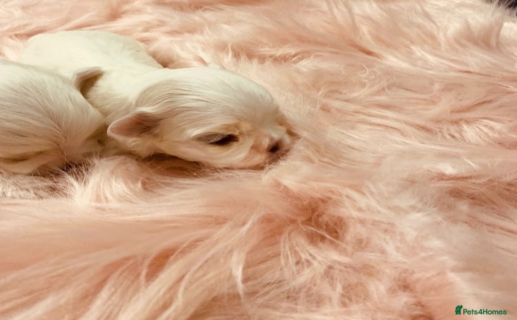 Maltese dogs - Advert 2