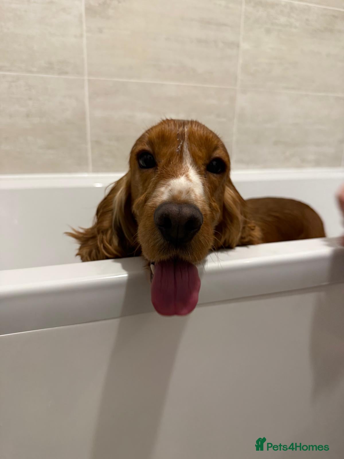 Cocker Spaniel dogs Beautiful show cocker spaniel girl- 2 years old.  - Advert 1