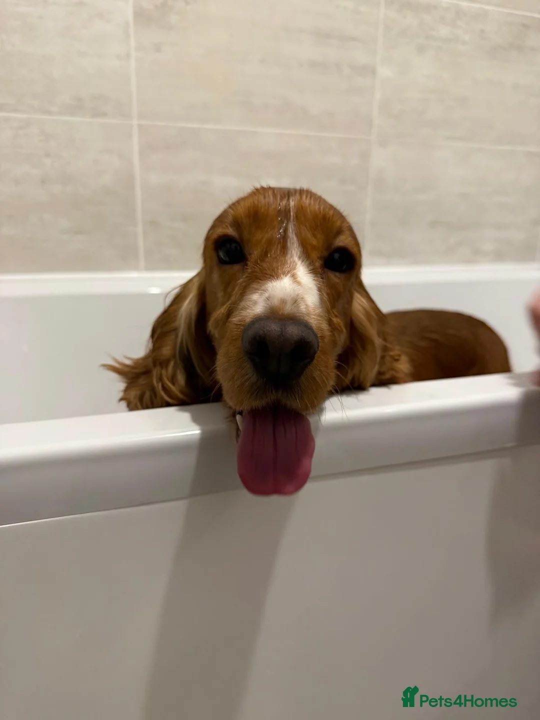 Cocker Spaniel dogs for sale: Beautiful show cocker spaniel girl- 2 years old.  - Advert 1