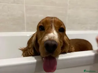 Cocker Spaniel dogs Beautiful show cocker spaniel girl- 2 years old. - Advert 1