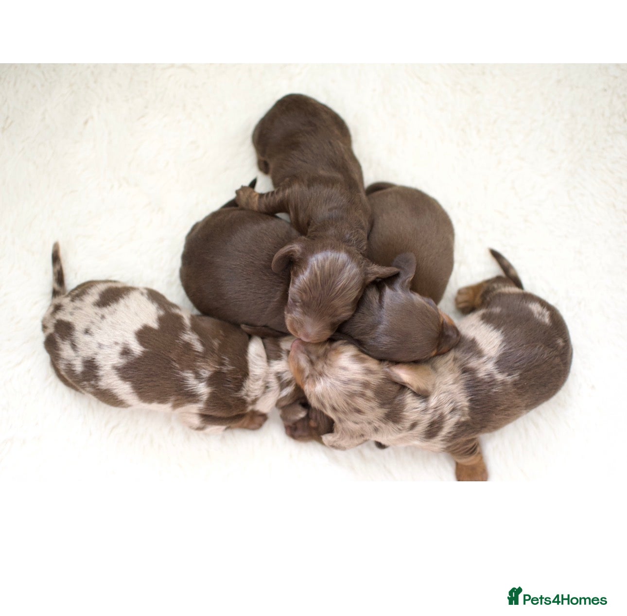 Dachshund dogs Miniature Dachshunds  - Advert 9