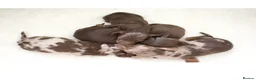 Dachshund dogs for sale: Miniature Dachshunds  in Derby - Advert 1