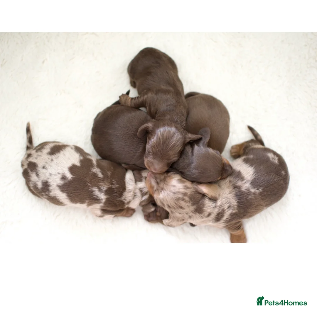 Dachshund dogs for sale: Miniature Dachshunds  in Derby - Advert 1