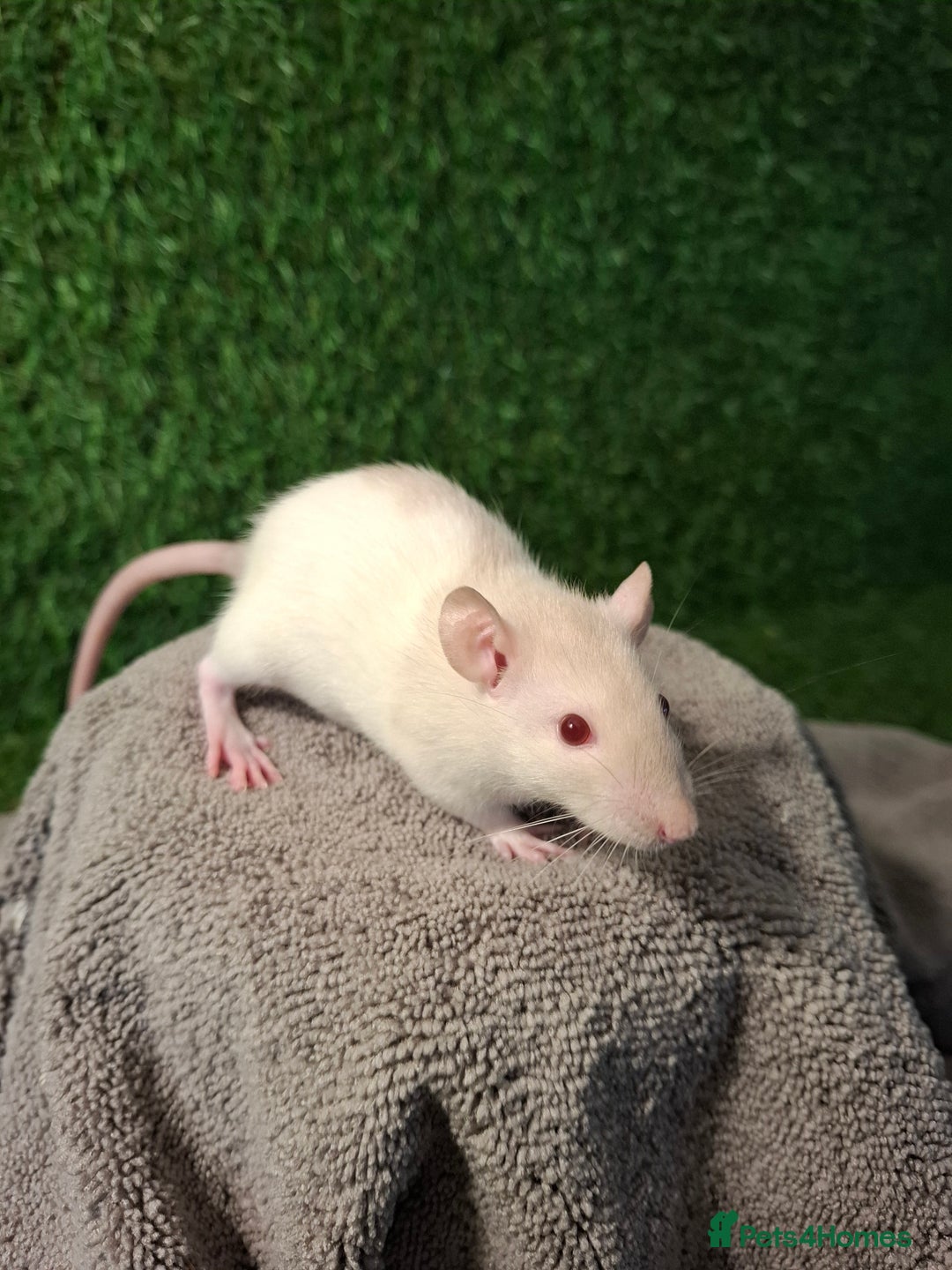Rat rodents for sale: BABY RATS READY NOW - Advert 4