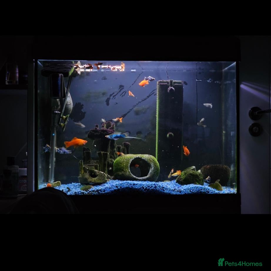 Turtle reptiles Musk Turtle, incl fish, tank/aquarium + equipment. - Advert 1