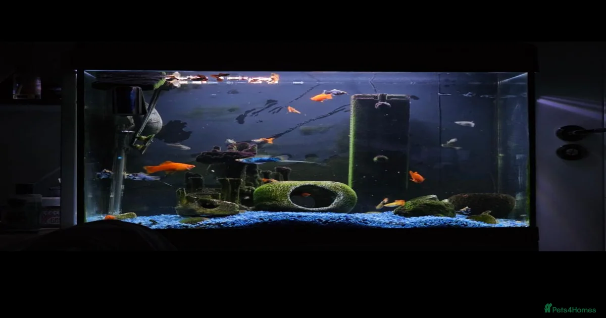 Reptiles for sale in England | Pets4Homes