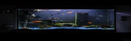 Turtle reptiles for sale: Musk Turtle, incl fish, tank/aquarium + equipment. - Advert 1