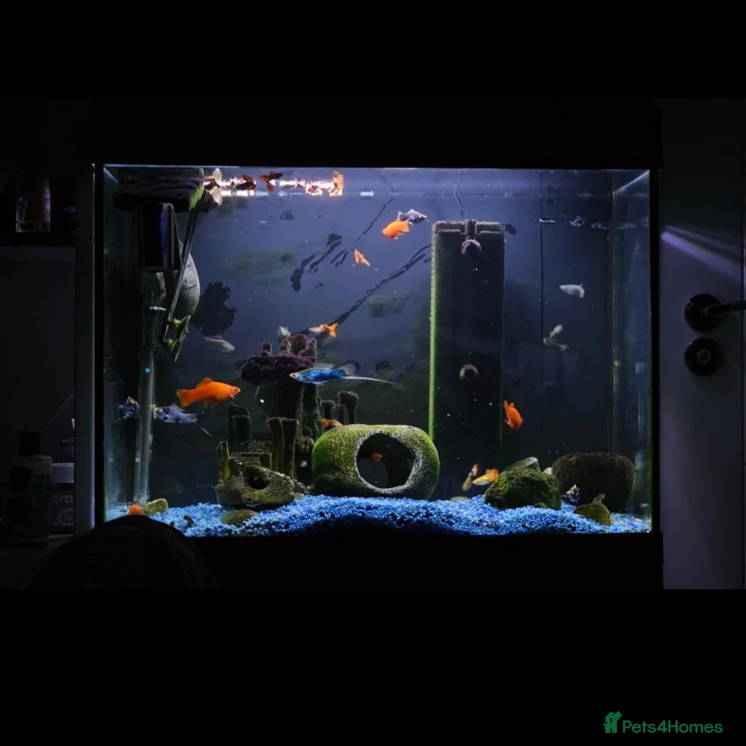 Turtle reptiles for sale: Musk Turtle, incl fish, tank/aquarium + equipment. - Advert 1