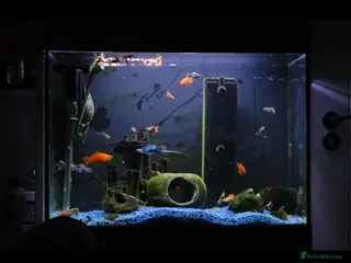 Turtle reptiles Musk Turtle, incl fish, tank/aquarium + equipment. - Advert 1