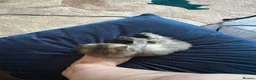 Persian cats for sale: Beautiful friendly socialised kittens in Altrincham - Advert 11