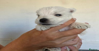 West Highland Terrier dogs - Advert 11