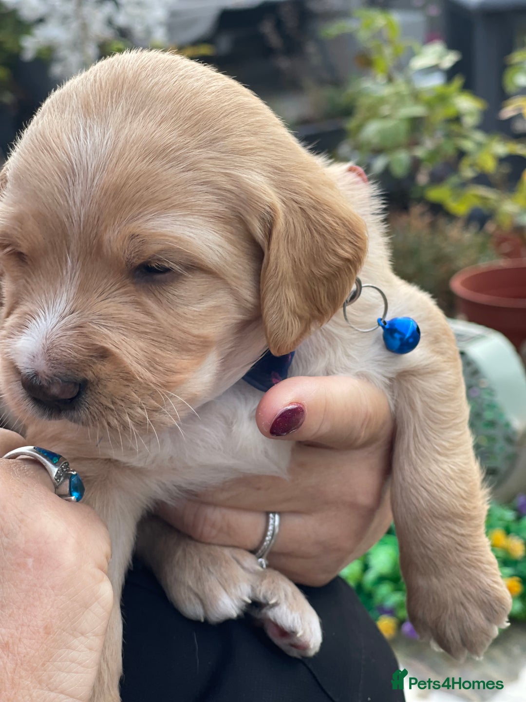 Australian Labradoodle dogs for sale: Australian Labradoodle Puppies F1b - Advert 20