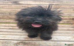 Pomapoo dogs for sale: Stunning pomapoo - Image 5