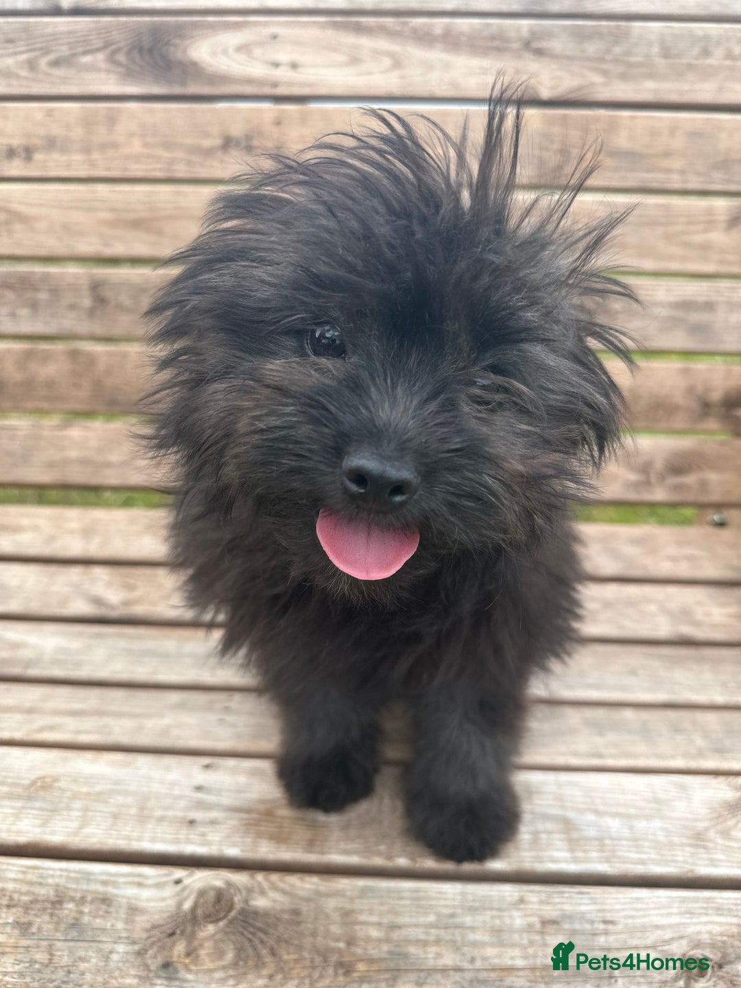 Pomapoo dogs for sale: Stunning pomapoo - Image 5