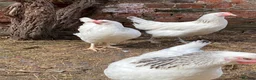 Chickens poultry for sale: Light Sussex Hens  - Advert 3