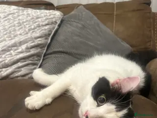 British Longhair cats Cats - Advert 1