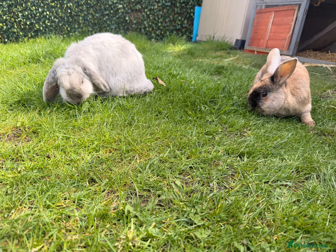 Mixed Breed rabbits for sale: 2 female rabbits for rehoming  - Advert 2