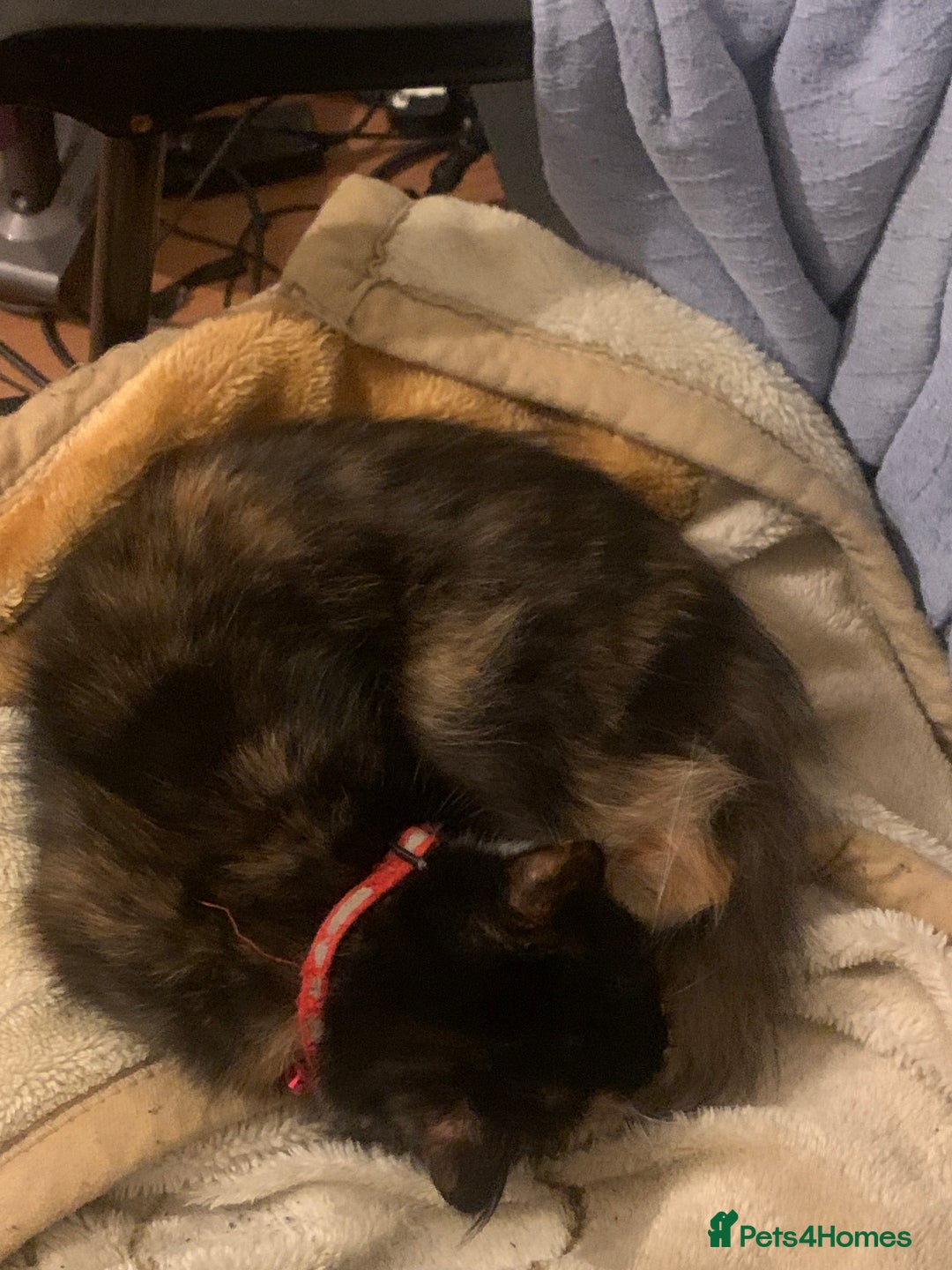 Brazilian Shorthair cats for sale: 1 female kitten ready to leave  - Advert 1