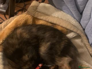 Brazilian Shorthair cats 1 female kitten ready to leave - Advert 2