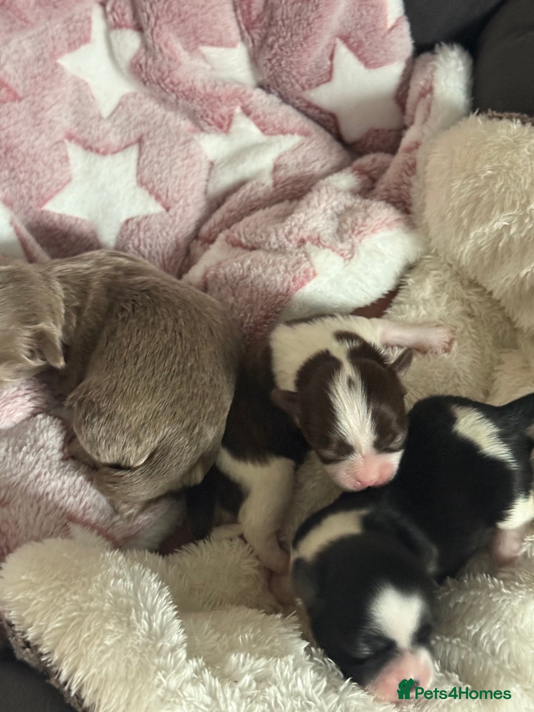 Shih Tzu dogs for sale: Super cute Shih tzu pups - Advert 8