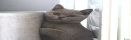 British Shorthair cats for sale: British Shorthair Lilac & Grey Blue Cute Kittens  - Advert 18