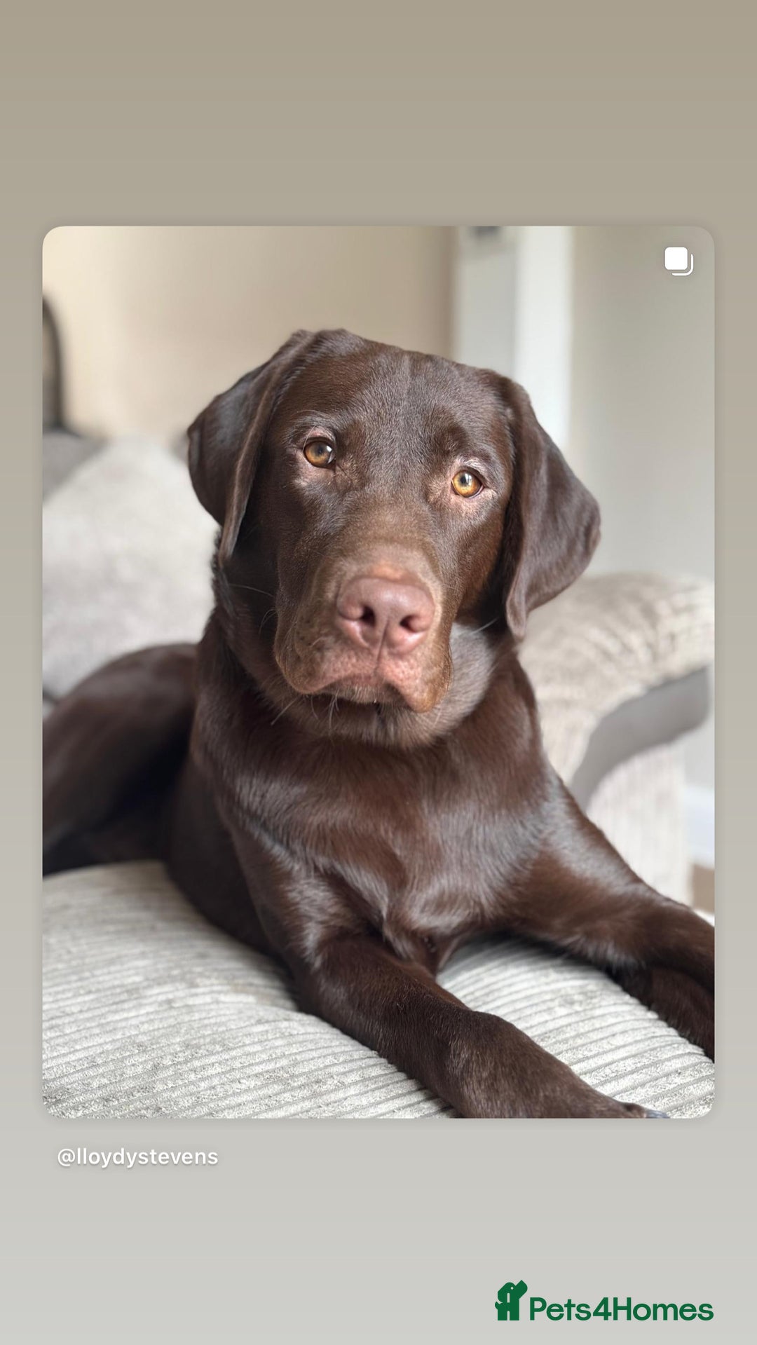 Labrador Retriever dogs for sale: Chocolate Labrador  - Advert 4
