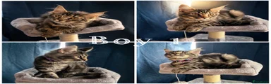 Boy 1
