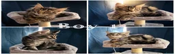 Maine Coon cats for sale: TICA EXCEPTIONAL GIANT & GENTLE MAINE COON KITTENS in Greenford - Advert 15
