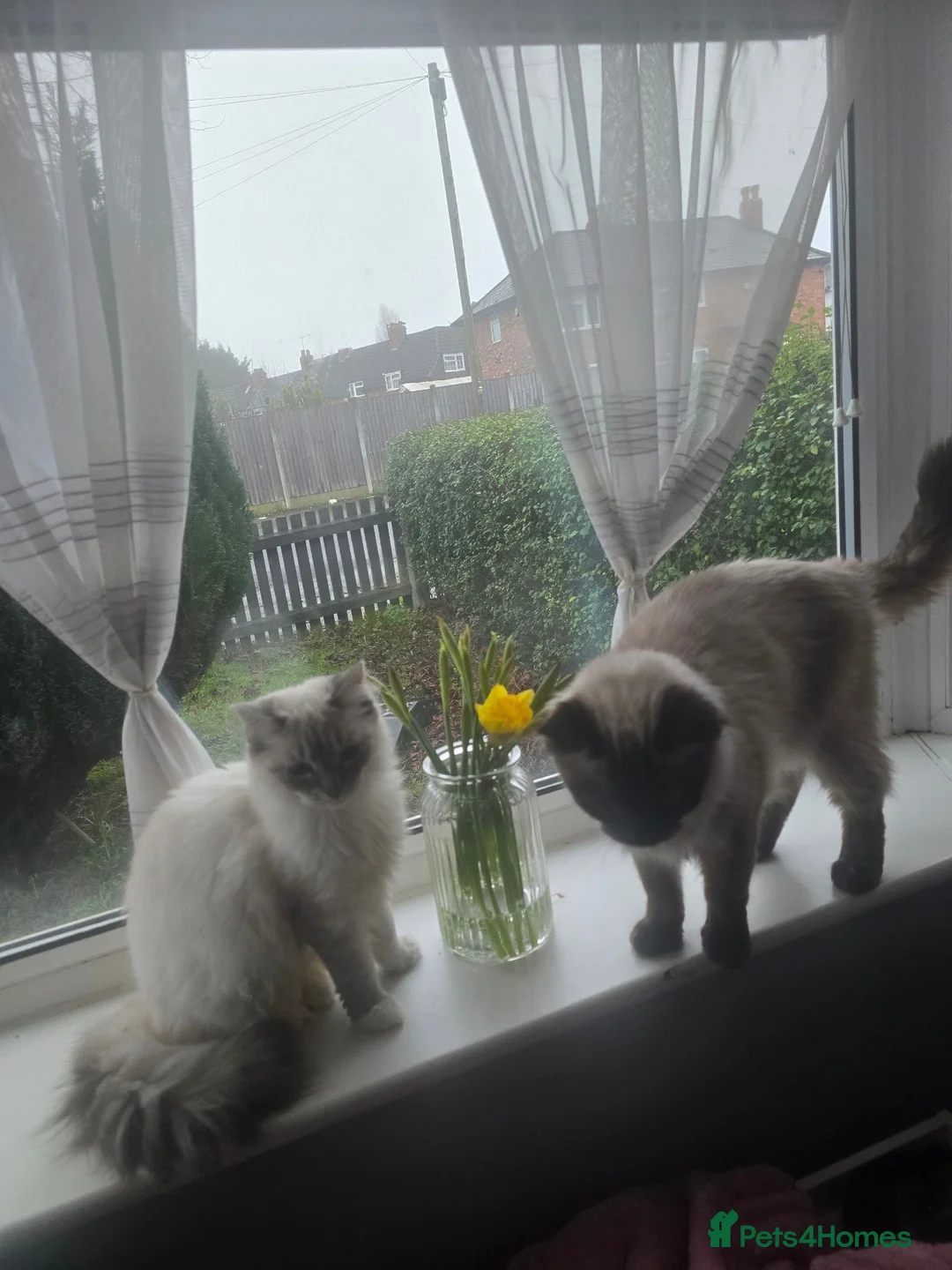 Ragdoll cats for sale: 2 beautiful boys  - Advert 16