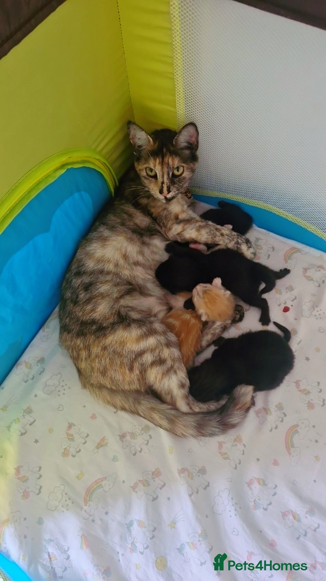 Domestic Shorthair cats for sale: 4 kittens ready to go 19th sept - Image 6