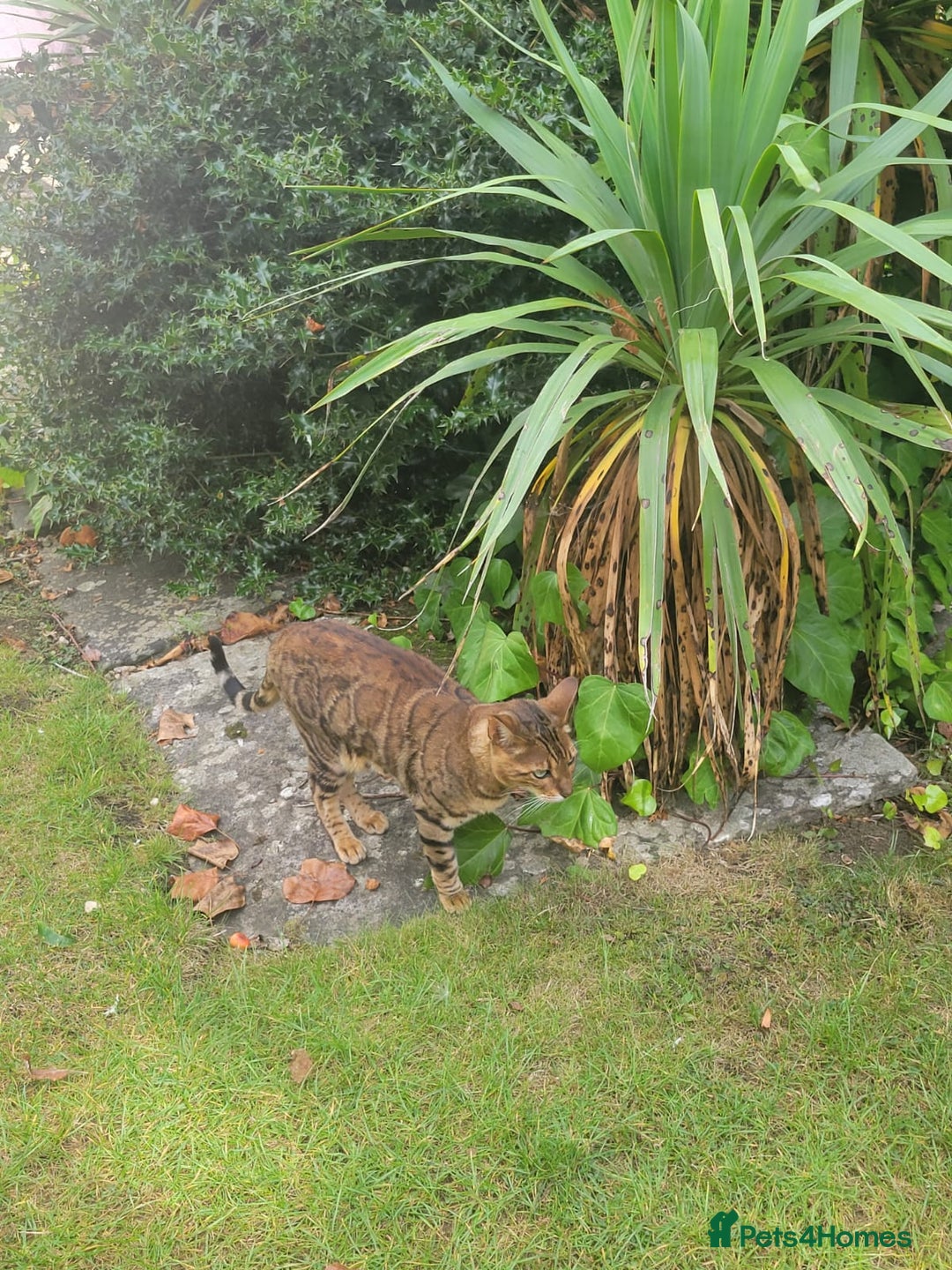 Bengal cats for sale: Bengal male cat for sale - Image 6
