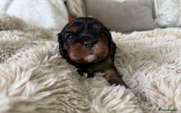 Cavalier King Charles Spaniel dogs for sale: Cavalier King Charles  - Image 11