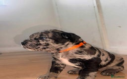 Cane Corso dogs for sale: Cane corso Merle  - Image 3
