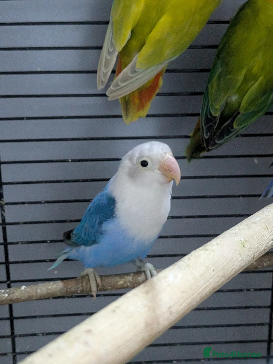 Lovebirds birds for sale: Lovebirds 🦜💚 Available | Babies & Breeding Pair - Advert 1
