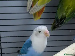 Lovebirds birds for sale: Lovebirds 🦜💚 Available | Babies & Breeding Pair - Advert 3