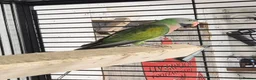 Mixed Breed birds for sale: Cage n aviary birds  - Advert 15