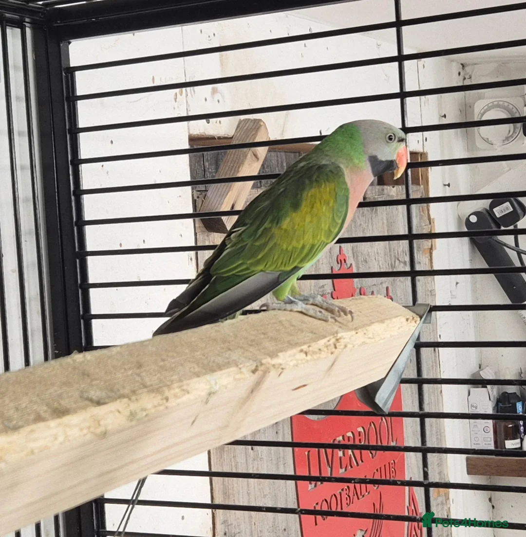 Mixed Breed birds for sale: Cage n aviary birds  - Advert 15