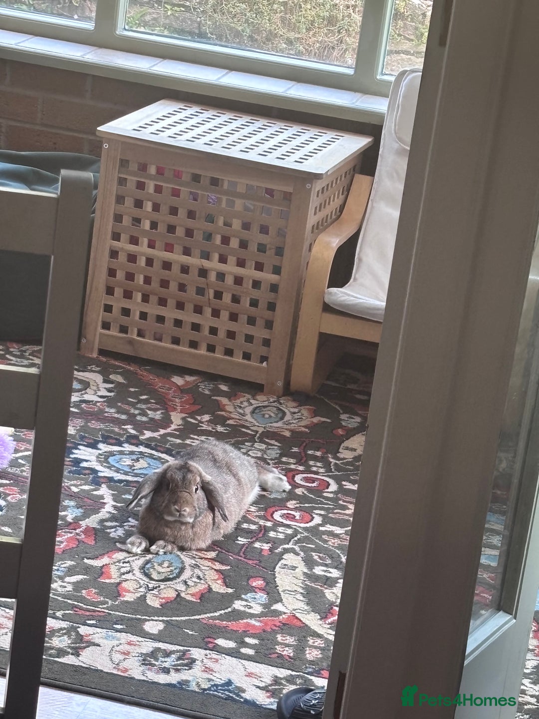 Dwarf Lop rabbits for sale: Bonded, Neutered, brother and sister dwarf lop  - Advert 3