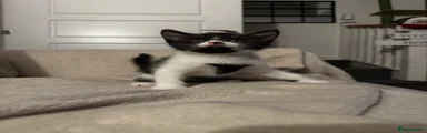 Boy