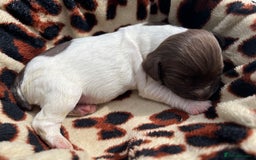 English Springer Spaniel dogs for sale: KC reg Springer Spaniel boys - Image 6