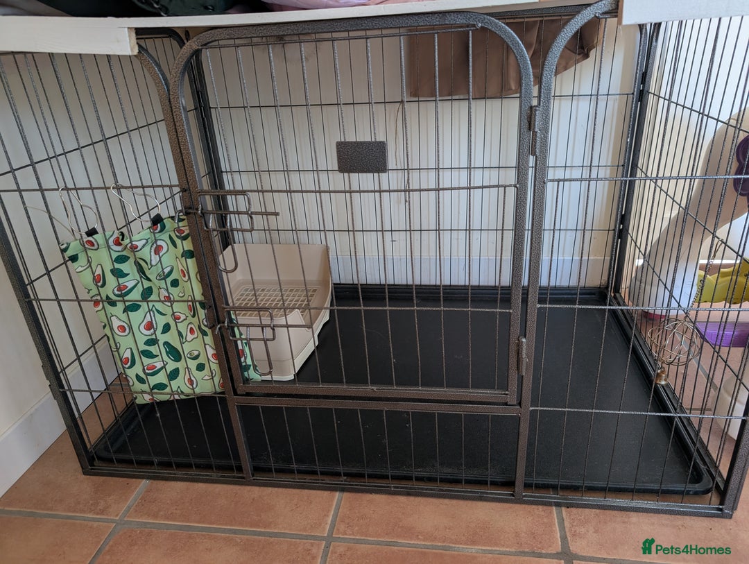 Mini Lop rabbits for sale: Rabbits for sale with everything  - Advert 10