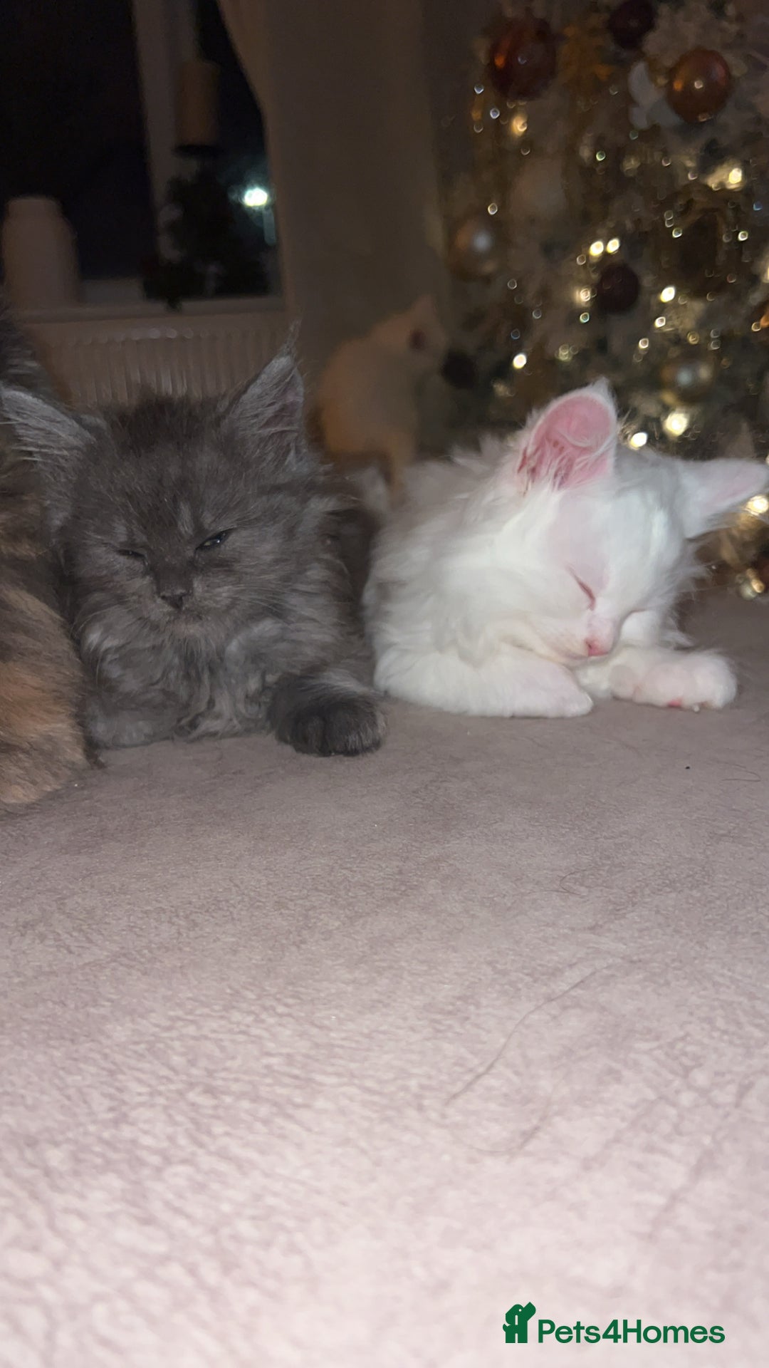 Maine Coon cats for sale: Stunning white and smoke Xl Maine coons (odd eyes) - Advert 5