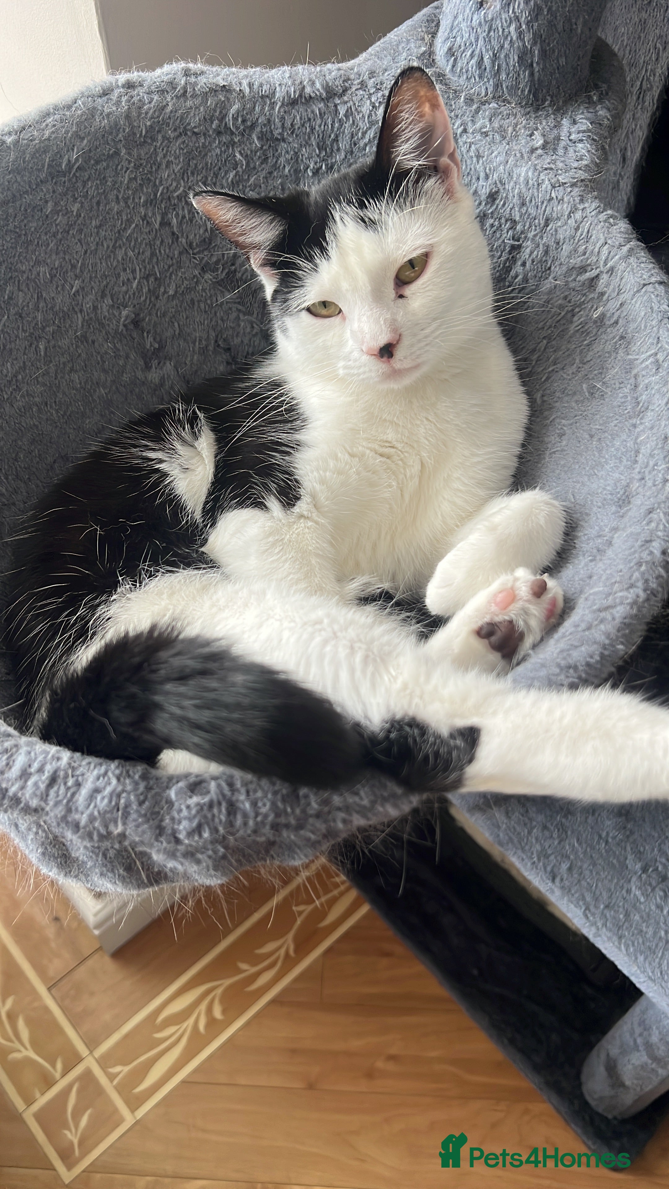 Mixed Breed cats Black & white tabby cat - Advert 6