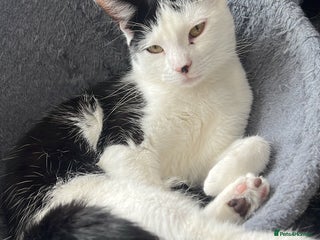 Mixed Breed cats Black & white tabby cat - Advert 1